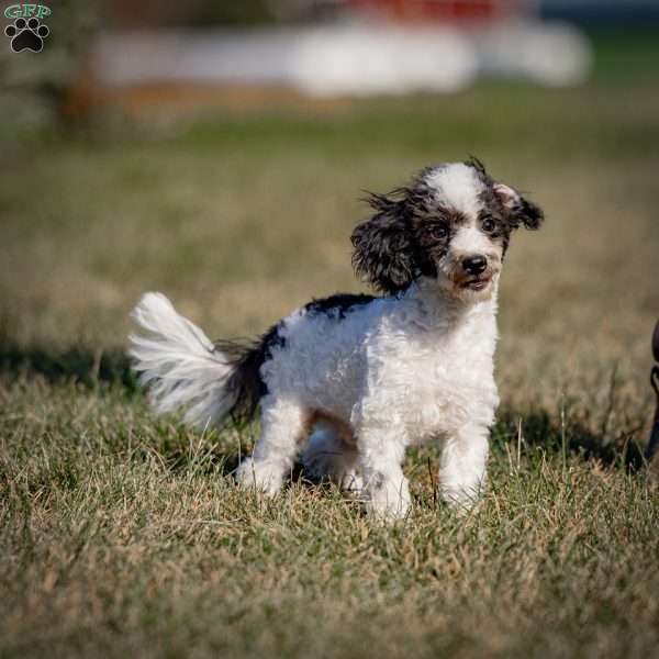 Samson, Toy Poodle Puppy